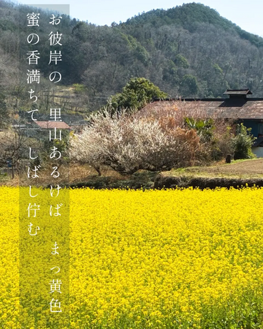 tanka poem about yellow flower fields and sweet fragrance in spring